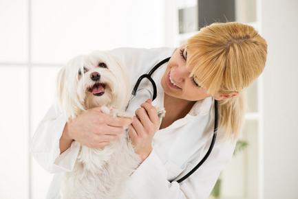 家里的狗狗出现脱毛问题怎么办？