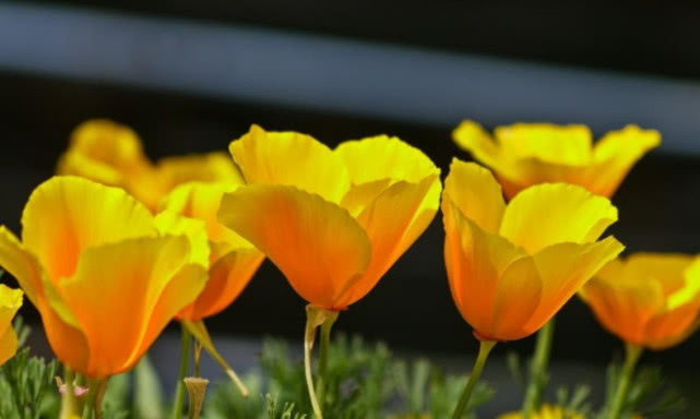 6月财运爆棚的三大生肖,6月时来运转得财得福的三大生肖