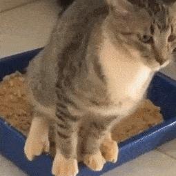 一只猫感冒打喷嚏,一只猫感冒连打20个喷嚏