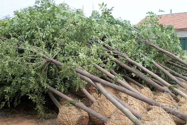 白蜡种植技术要点是什么,白蜡树种植前景如何