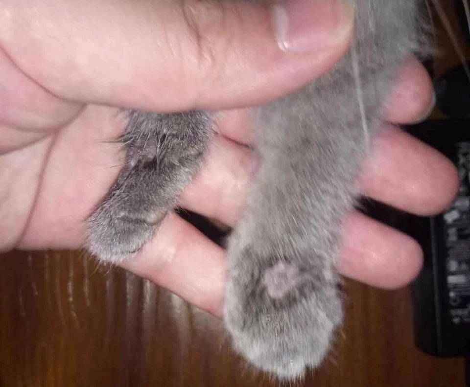 猫咪食物过敏的症状表现是什么,猫咪长期软便的危害