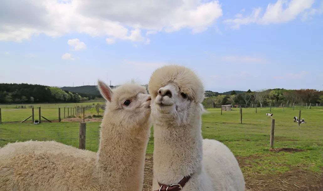 日本生态农业庄园,日本田园农场排行榜