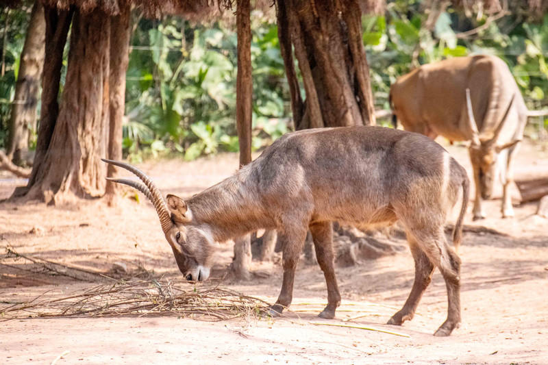 广州长隆野生动物世界旅游攻略,长隆野生动物世界攻略2-3天广州游