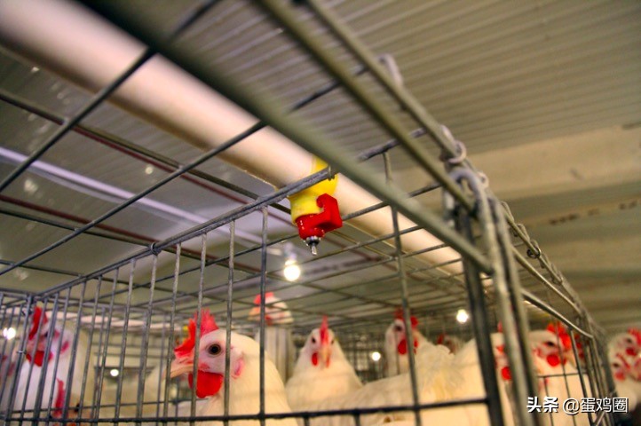 土鸡蛋和土鸡现在卖得越来越好了,放养土鸡蛋和散养土鸡蛋哪个好