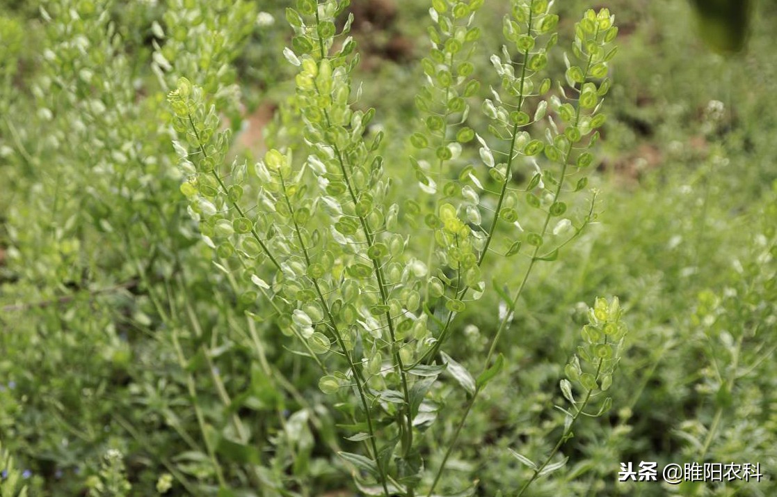 有一个专治猪殃殃等恶性杂草的新药推出，不受天气影响