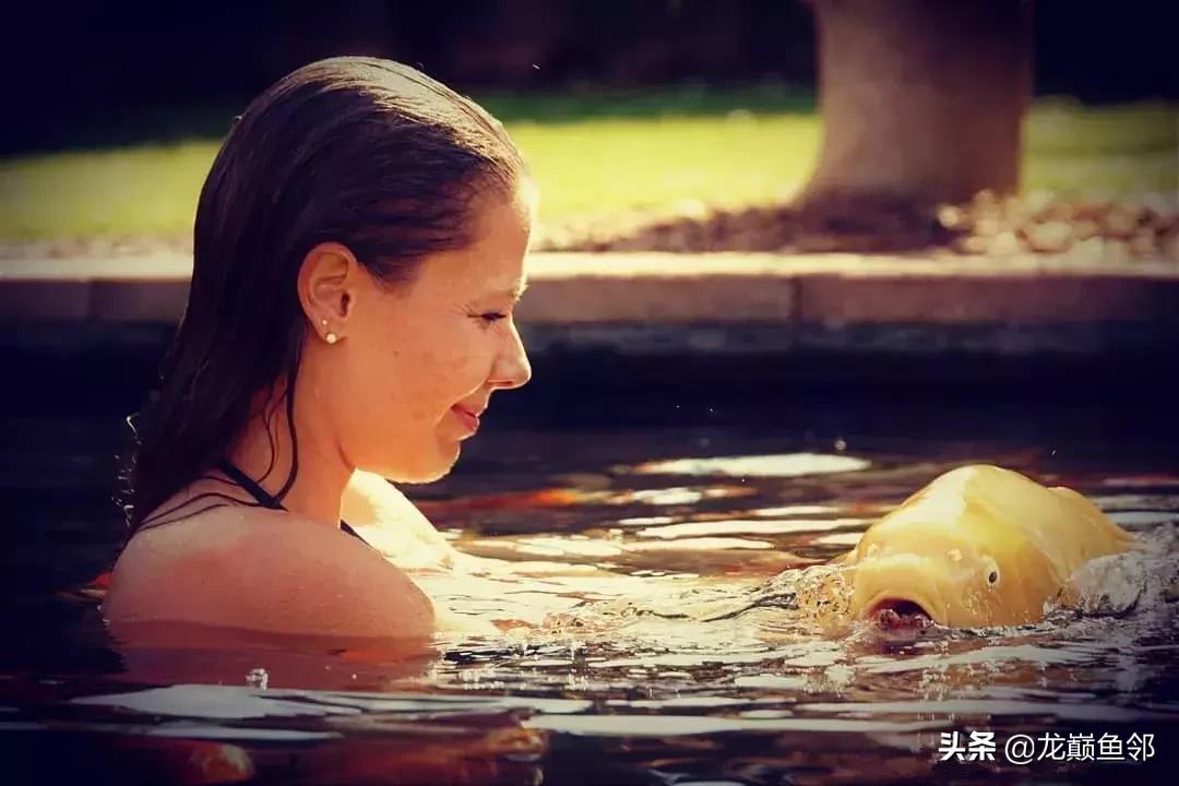 锦鲤饲料育成和增体如何搭配,锦鲤专用饲料配方大全