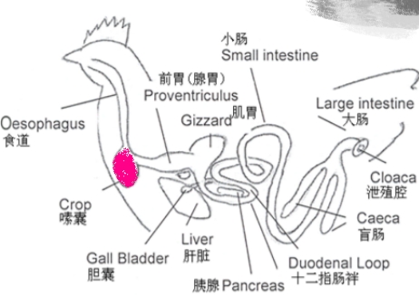 鸡的生活习性视频,鸡的特性是什么