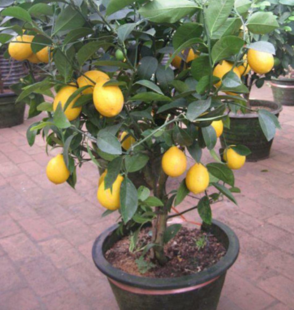 养柠檬树一直不开花怎么办,盆栽柠檬树施肥禁忌