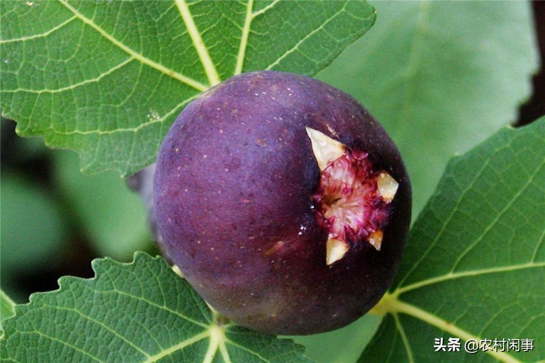 种植无花果的前景如何,种植无花果树的三个关键要点