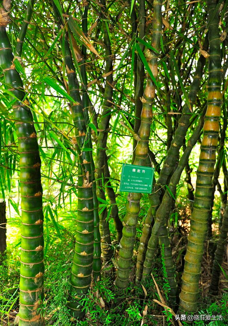 招财转运富贵竹怎么养时间长,家中养5种竹富贵不俗护家祥瑞