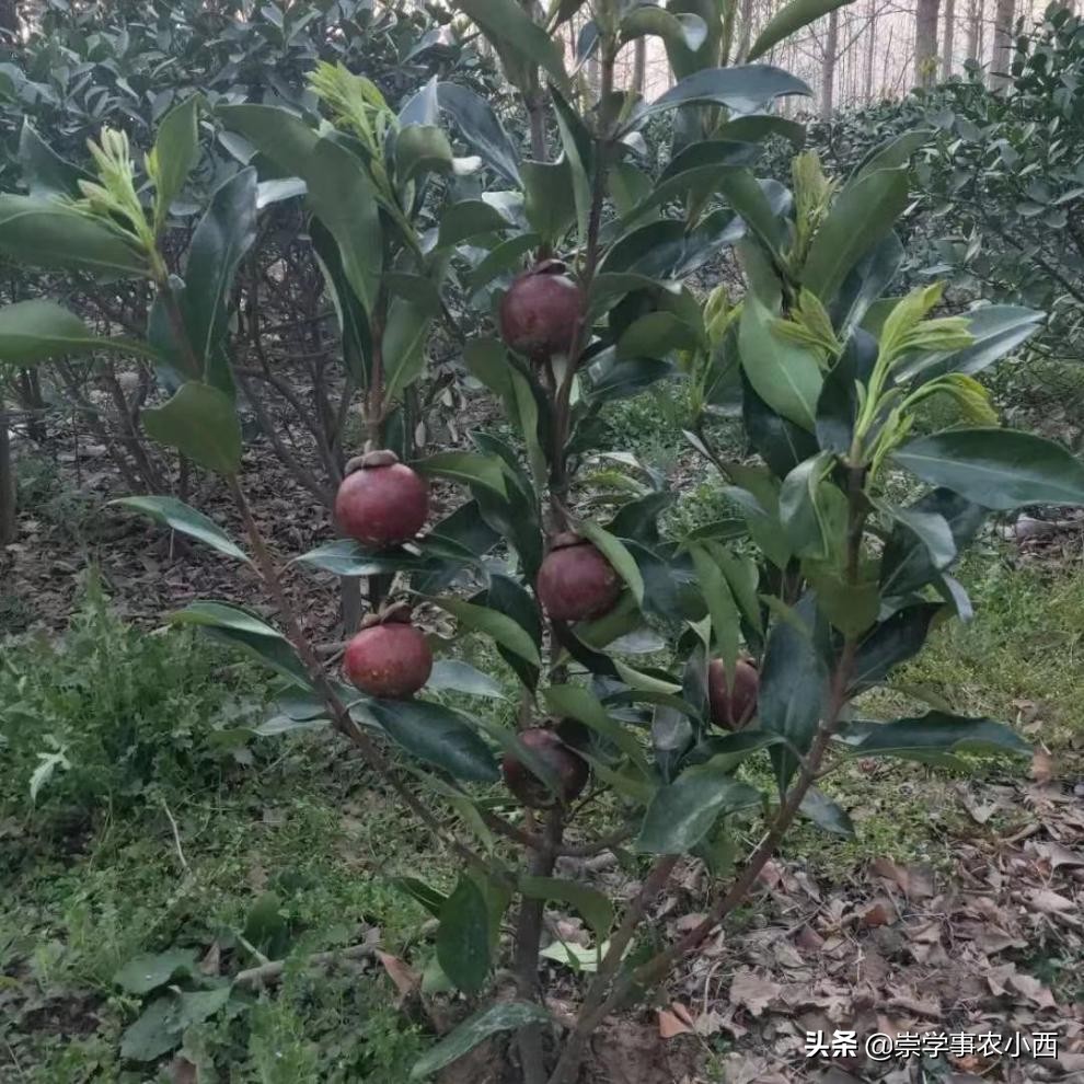 山竹为何这么贵有哪些奇效,山竹贵吗多少钱一斤