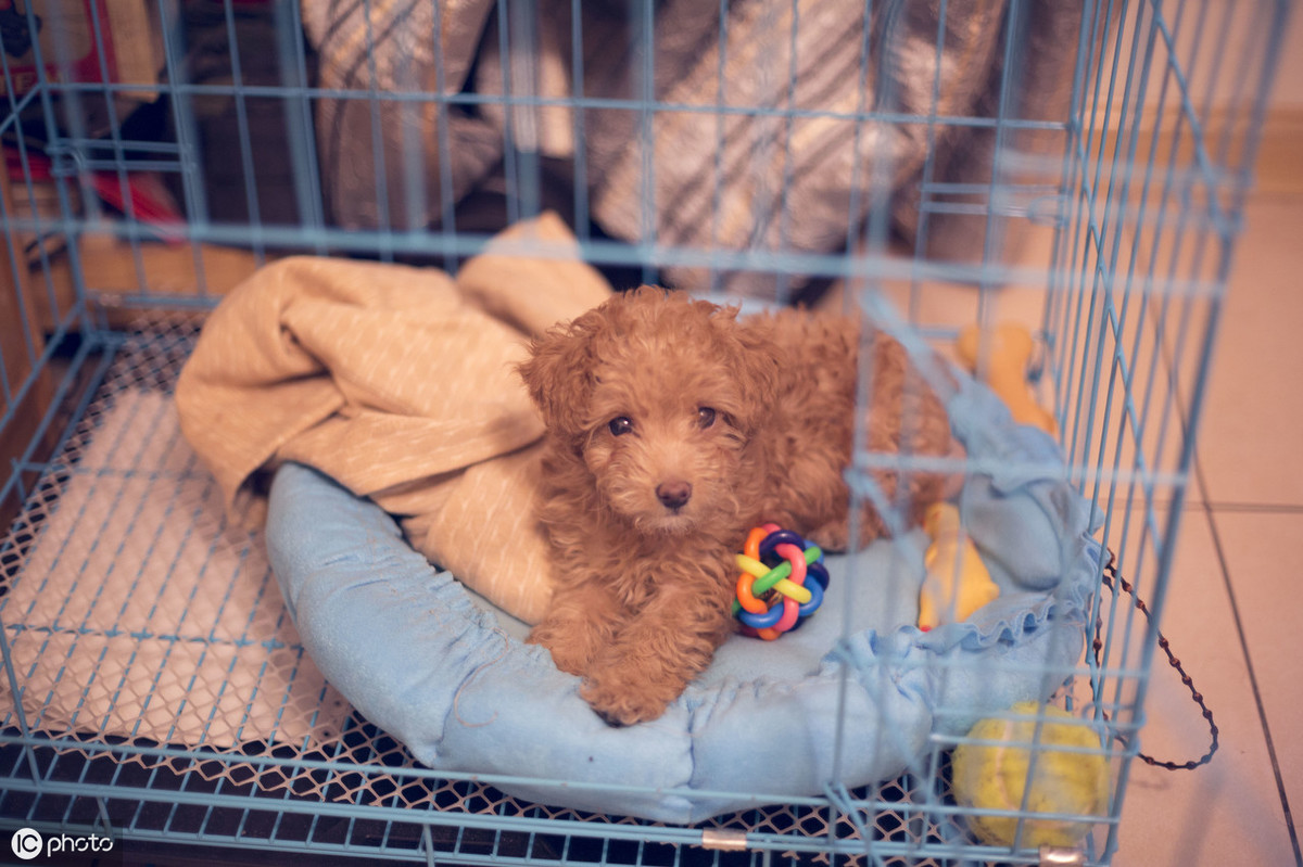 泰迪狗大概值多少钱一只,泰迪狗多少钱灰色