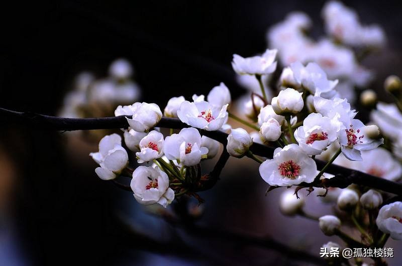 新手的第一支镜头怎么选？——这3款是尼康单反镜头的入门首选