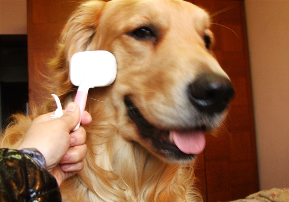 狗狗不能洗澡的五个时期,狗狗洗澡为什么不能那么频繁