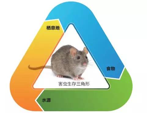 用什么方法灭鼠老鼠吃了会跑出去,老鼠的习性如何灭鼠