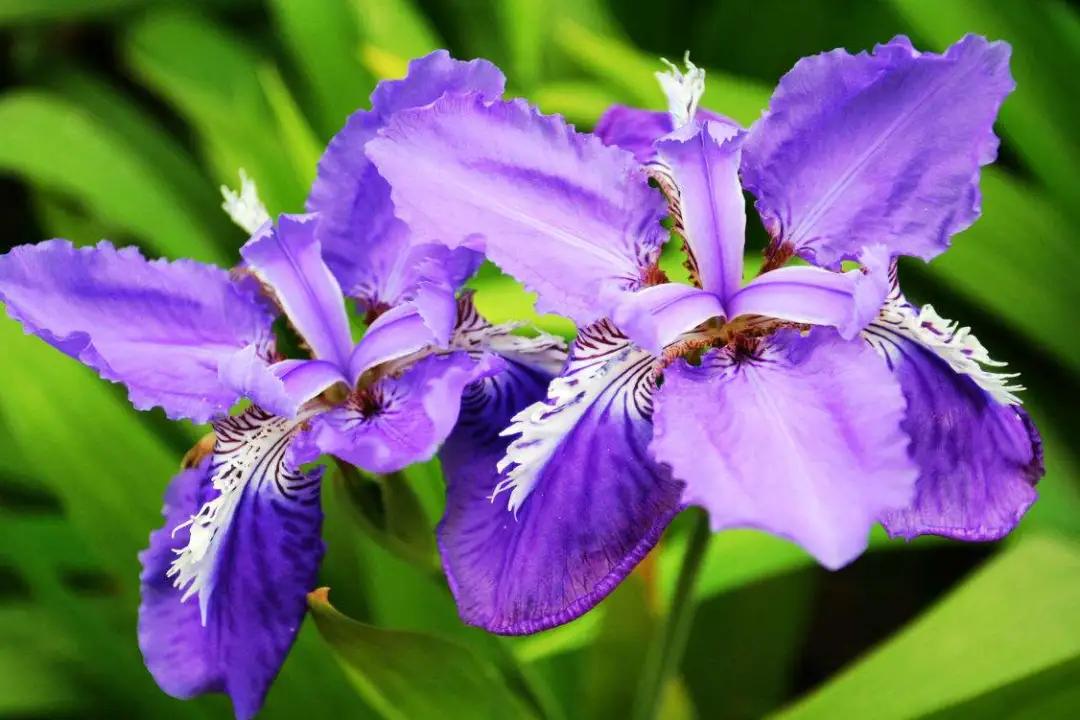 蓝紫色花系植物,蓝紫色系花境植物
