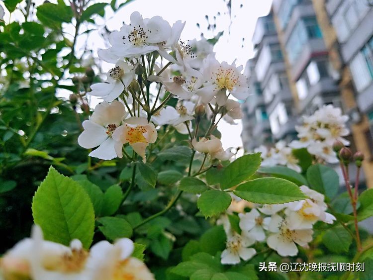金樱子花美景图片,美丽的金樱子花