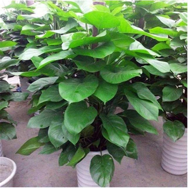 大叶绿萝黄叶怎么补救最快方法,大叶绿萝枝叶耷拉但是叶片不黄