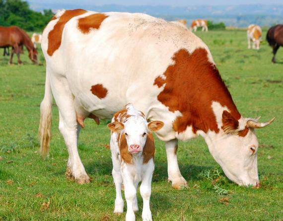 母牛掉球遗传小母牛吗,母牛掉球的原因以及防治方法