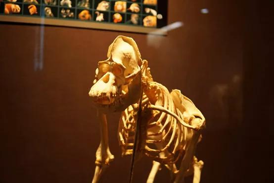 网购4只龟犯法吗,网上买乌龟犯法