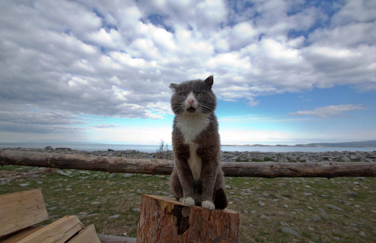 年收入5000万养猫,多少月薪才能养宠物