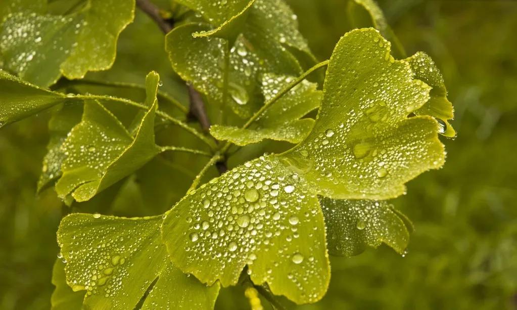 银杏叶虽好，请不要滥用