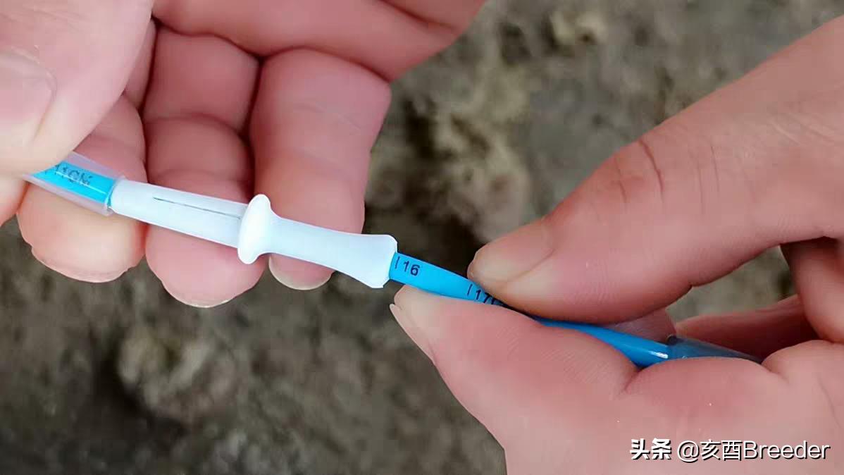 母猪输精详细操作流程,母猪输精基本操作流程