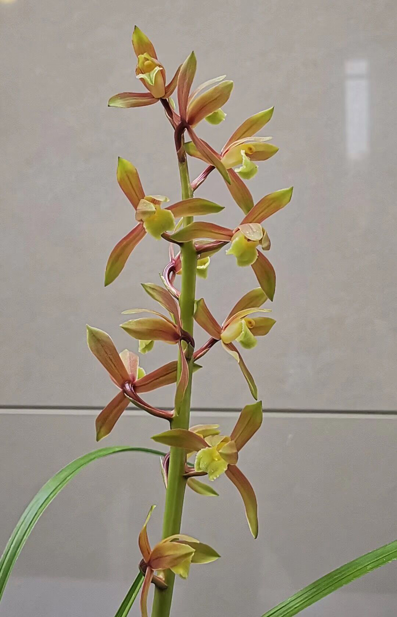 自来水能否浇兰花,自来水能浇君子兰吗