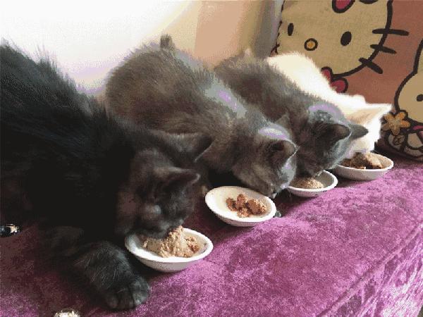 猫咪突然不爱吃猫粮了是怎么回事,猫咪突然不爱吃东西是什么原因