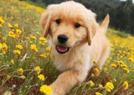 金毛每个阶段的喂食量是多少,金毛各个阶段狗粮吃多少