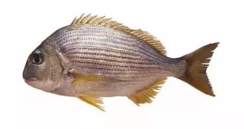 十种受欢迎的海鲜鱼类,最名贵的海鲜鱼类