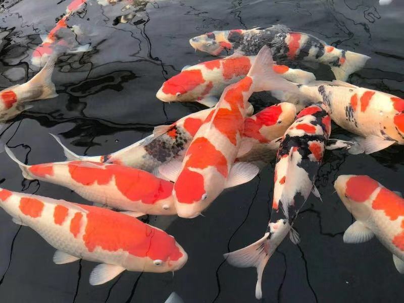 鱼缸养锦鲤鱼技术大全,缸养小锦鲤鱼的基本方法