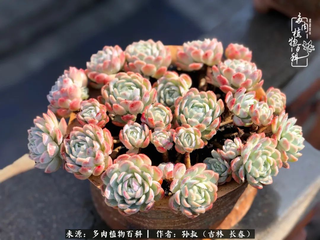 与多肉一起成长,与多肉相伴