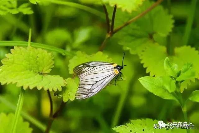 探秘汉中,汉中一村子窜入野生羚牛