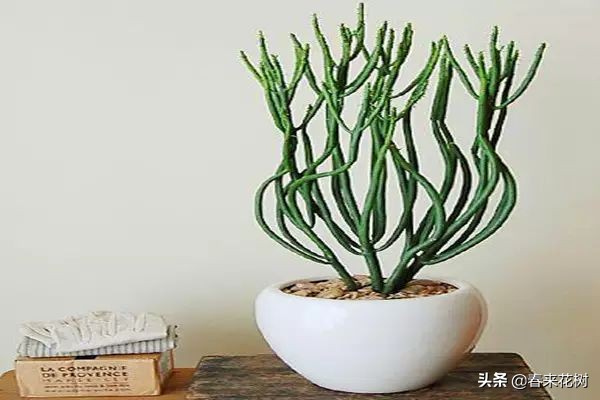 光棍树养殖方法,招财光棍树怎么样扦插