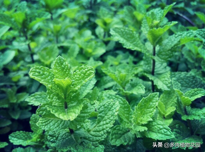 薄荷发黄老叶需要剪掉吗,薄荷容易黄叶掉叶怎么解决