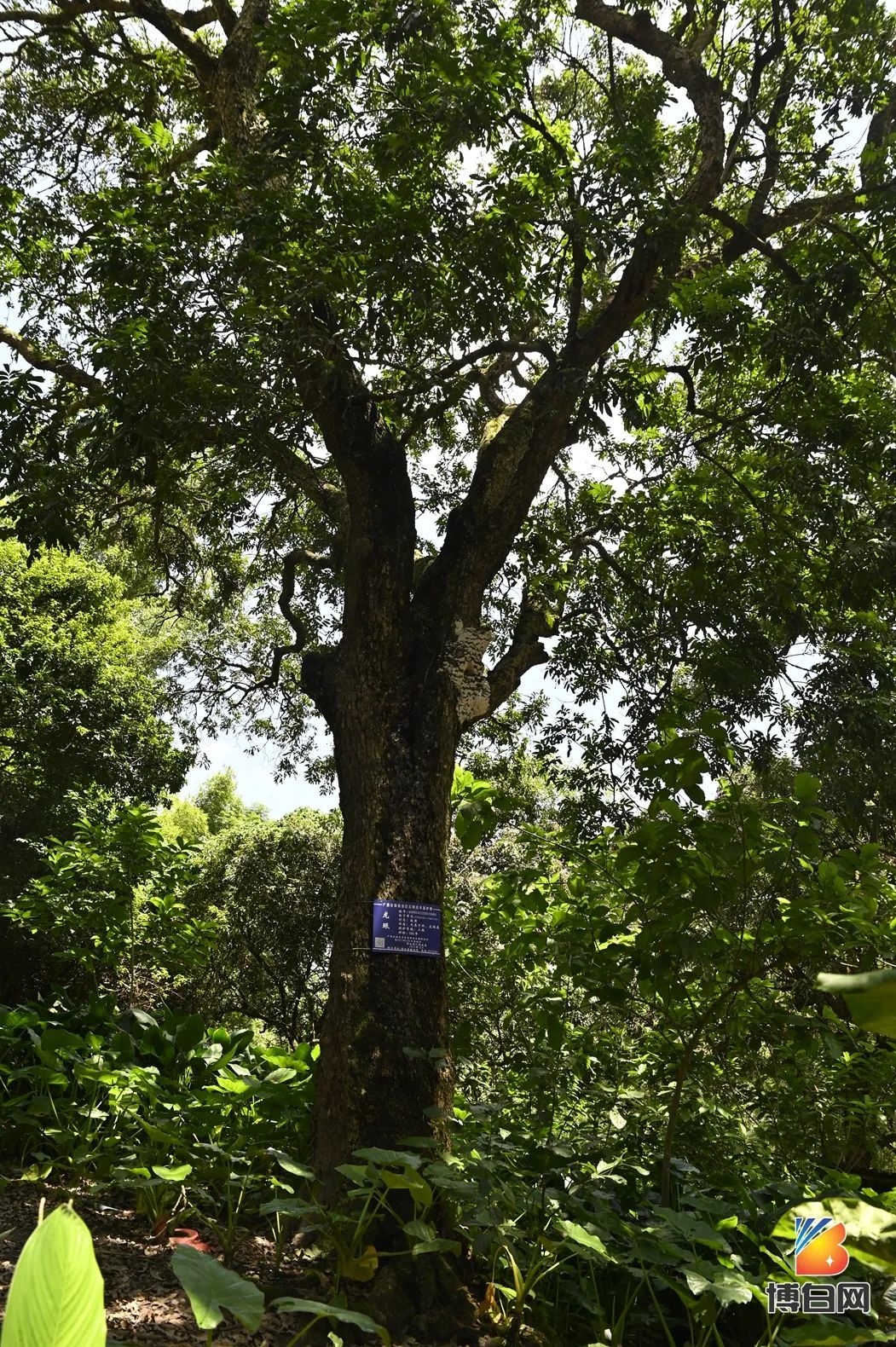 活久见！快成精了？博白发现明朝古树，至今600多年