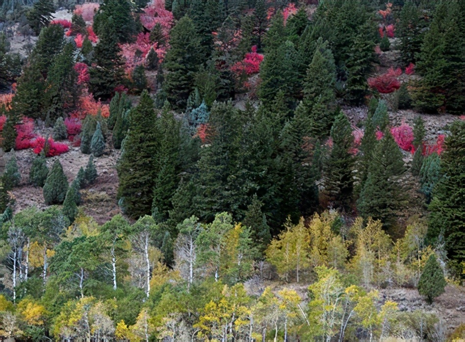 绿山墙的安妮中的植物,绿山墙的安妮概要