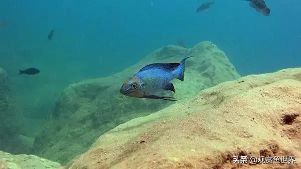 坦湖慈鲷蓝波价格,三湖慈鲷品种图鉴