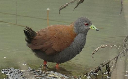 东江揽胜,惠州淡水常见鸟类图谱