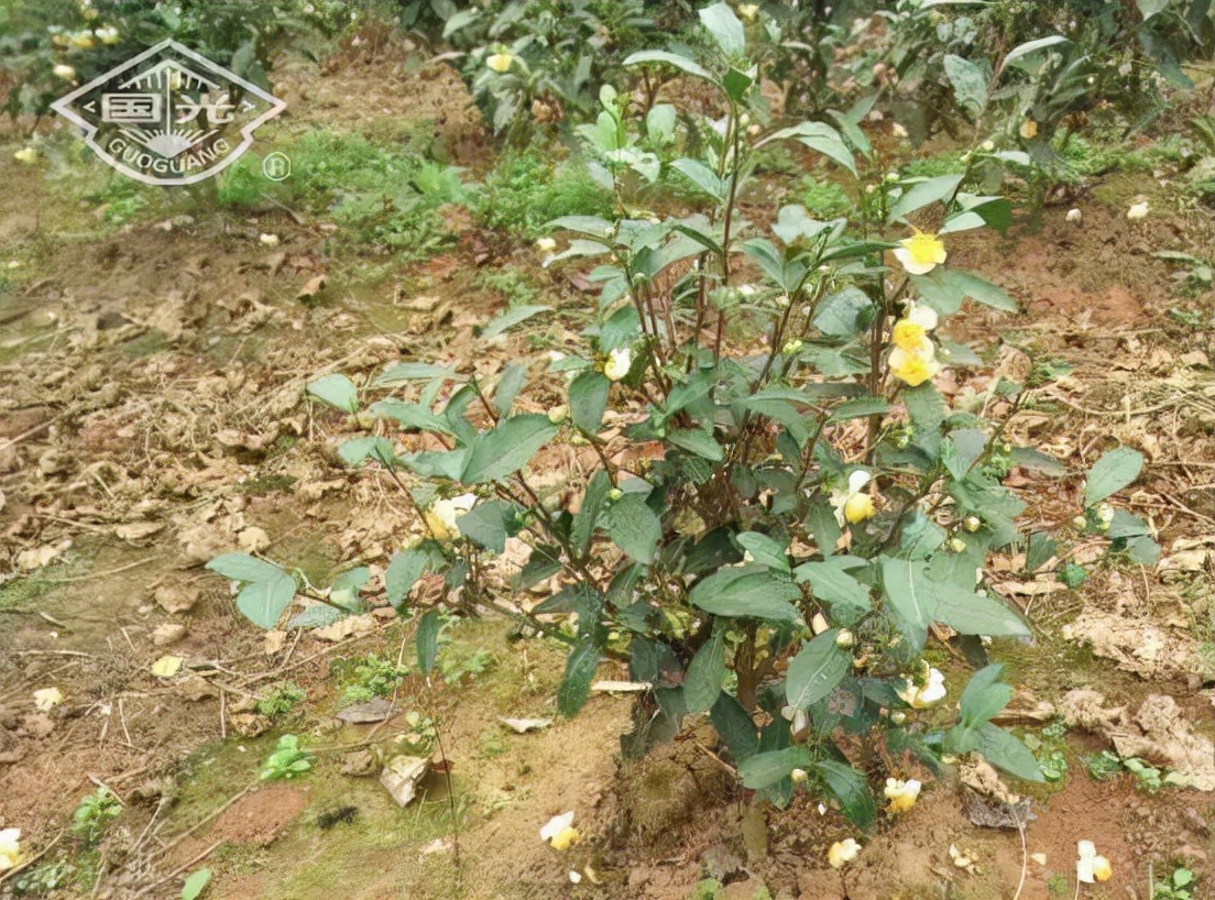 茶树开花影响产量吗,茶树开花结果是什么原因