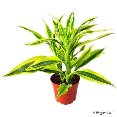 金边富贵竹叶子发黄头需要剪了吗,富贵竹造型技巧