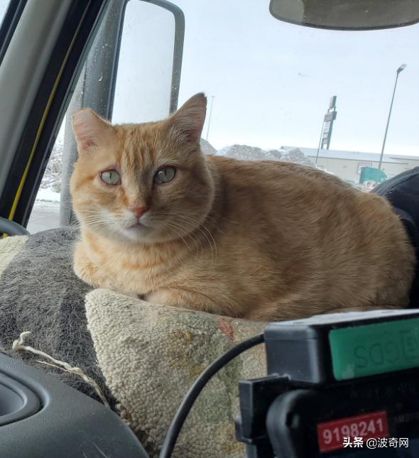 卡车司机收养流浪猫三只,卡车司机收养流浪猫抖音