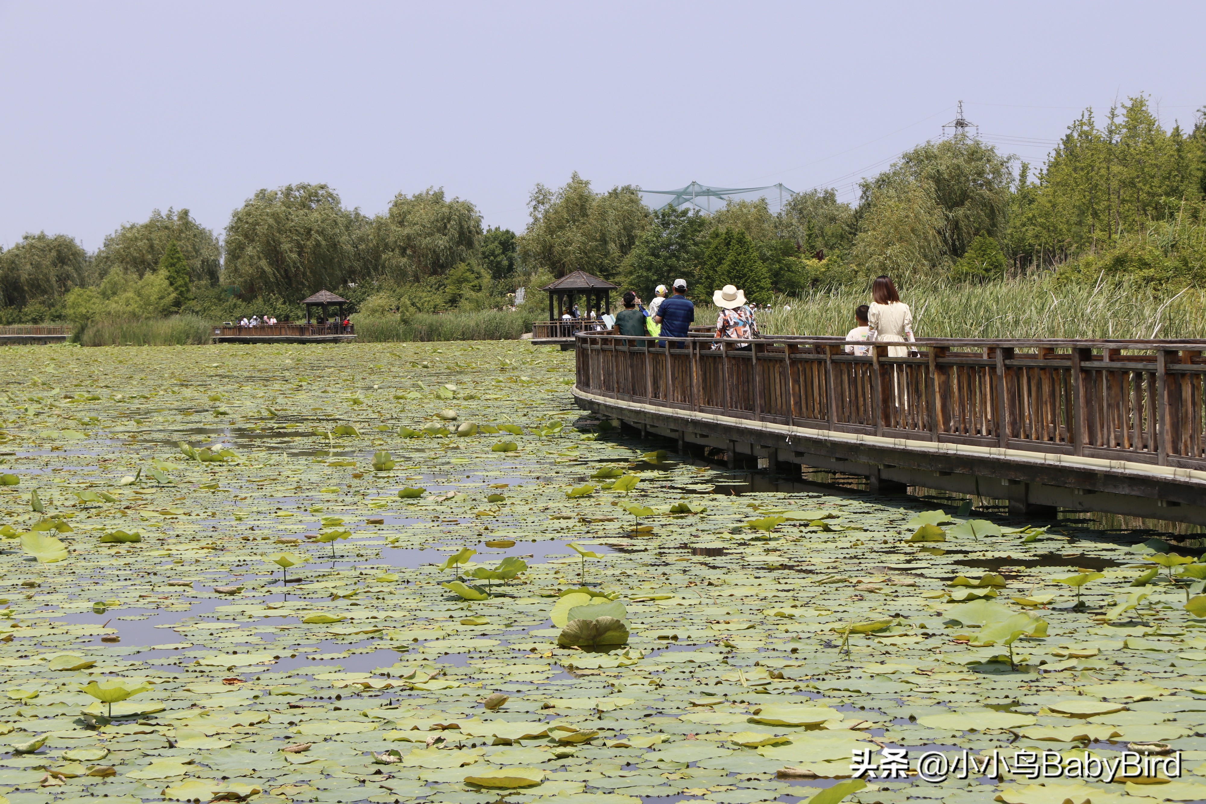 威海羊亭湿地公园深秋的美,大美威海羊亭公园