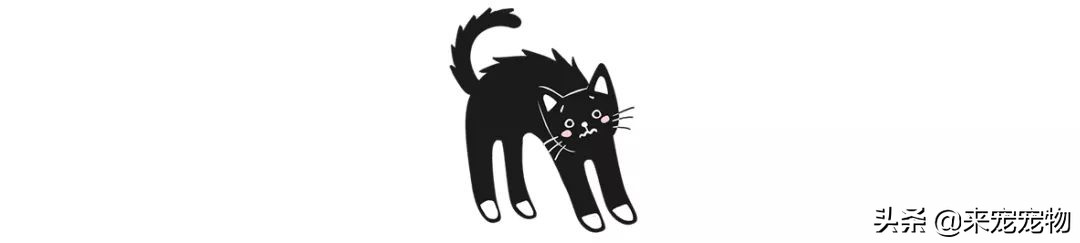 猫咪洗耳朵很不配合怎么办,生理盐水可以给猫咪洗耳朵吗