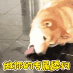 狗子喜欢半夜舔主人是什么意思,狗子为啥喜欢舔人