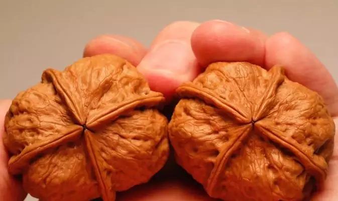 文玩核桃全国产地分布,文玩核桃种植地域