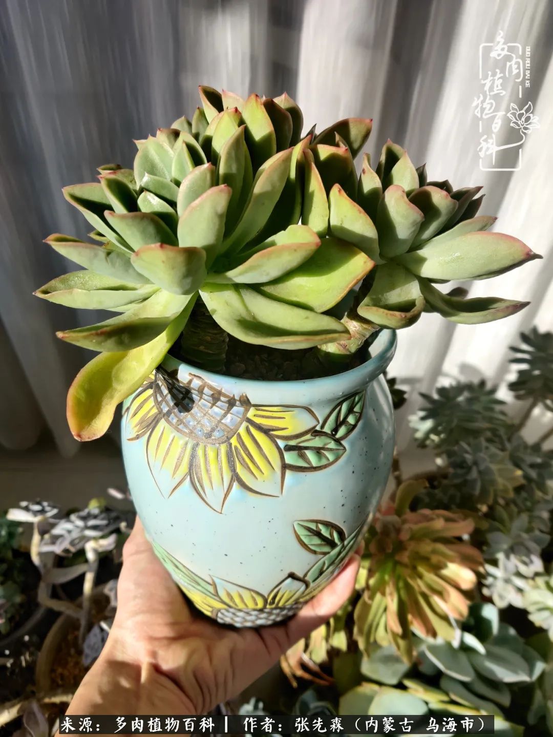 吸取教训，不断探索，英语老师的多肉碎碎念