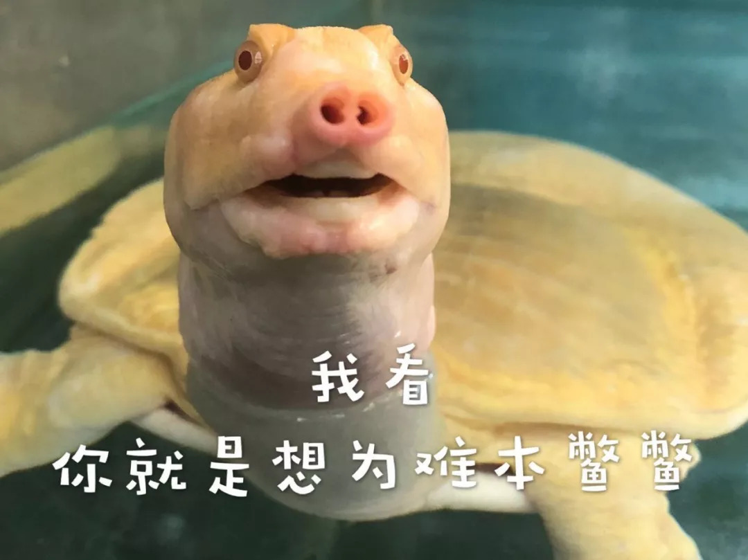 被蛇咬住了怎么办,被蛇咬住右手食指不松口