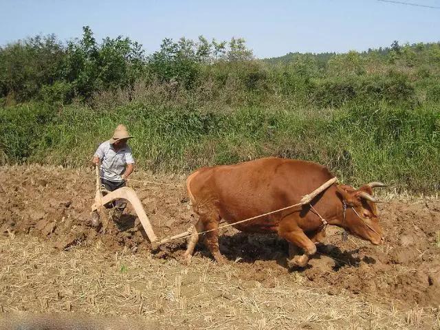 俗语:“春打五九尾,要饭跑断腿”,啥意思?2020年立春在几九?